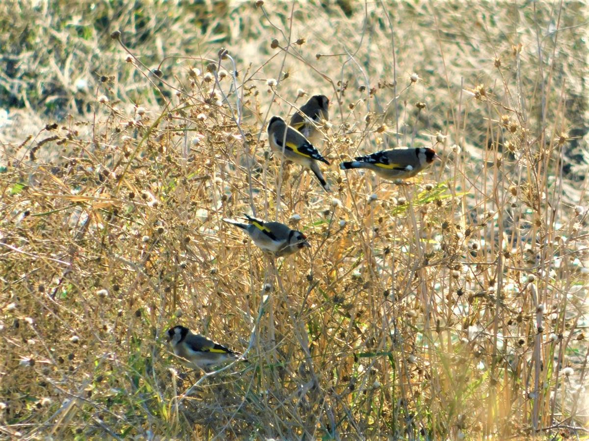 European Goldfinch