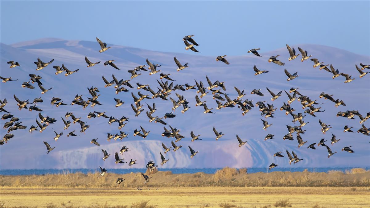 Lesser White-fronted Goose
