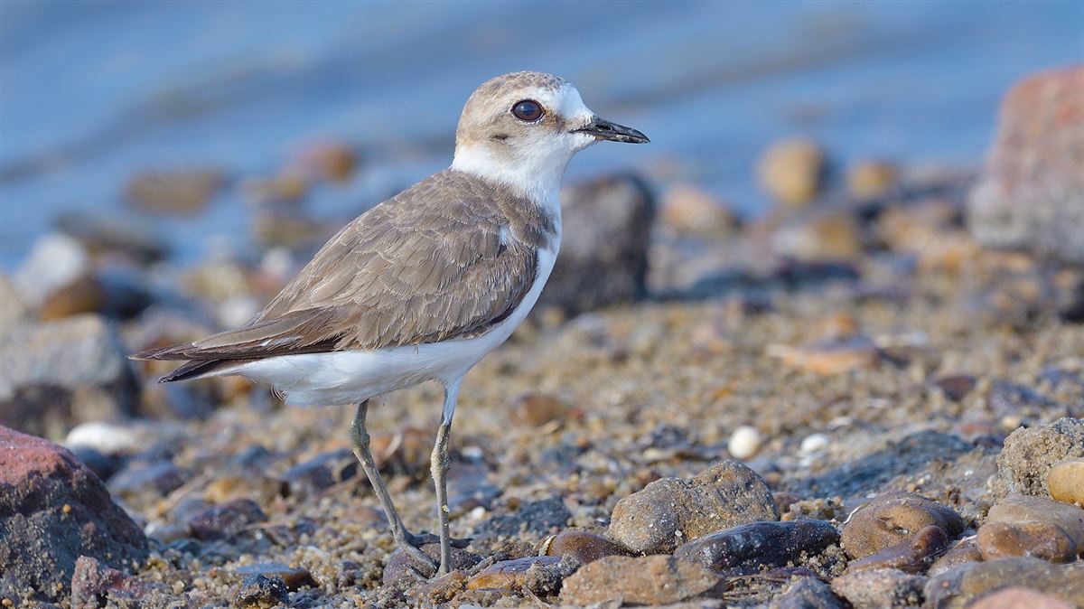 Kentish Plover