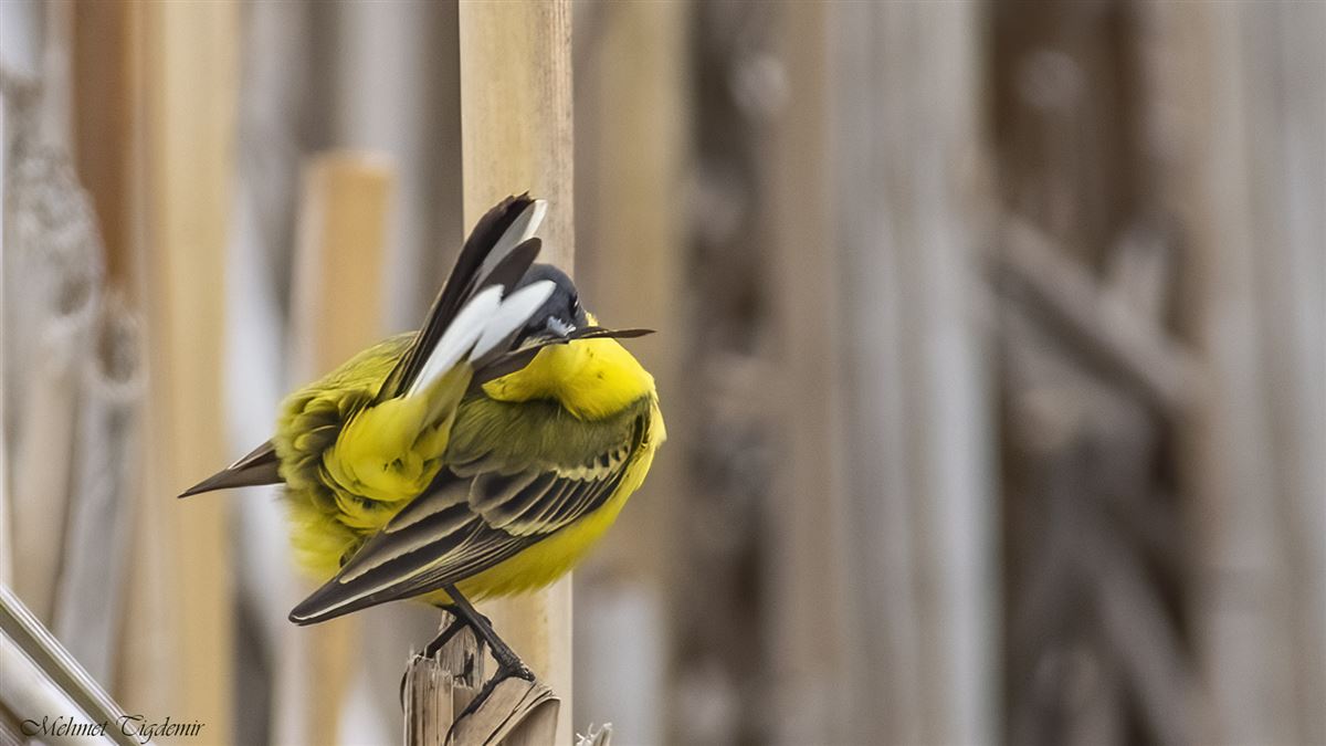 Western Yellow Wagtail