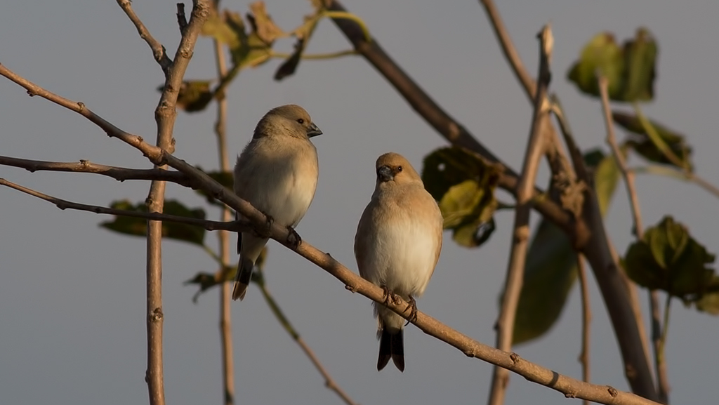 Desert Finch
