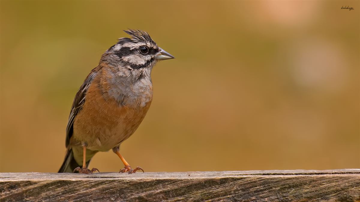 Rock Bunting