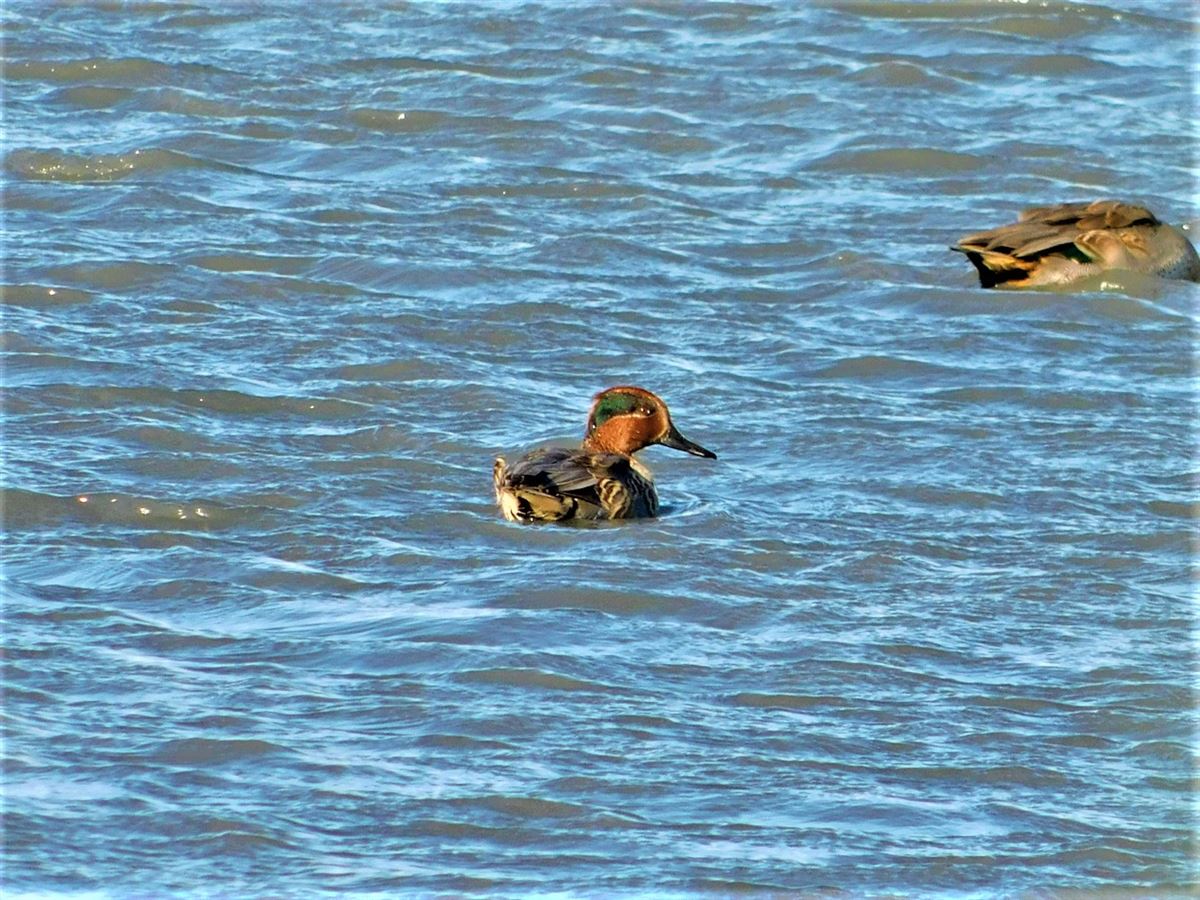 Eurasian Teal