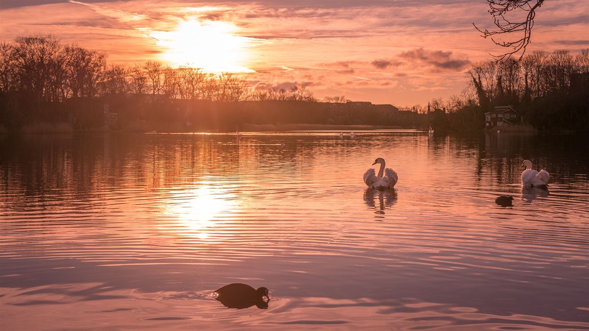 Eurasian Coot