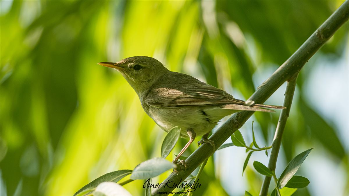 Eastern Olivaceous Warbler
