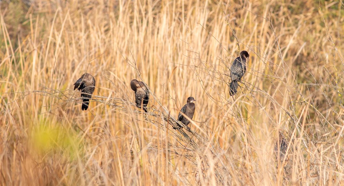 Pygmy Cormorant