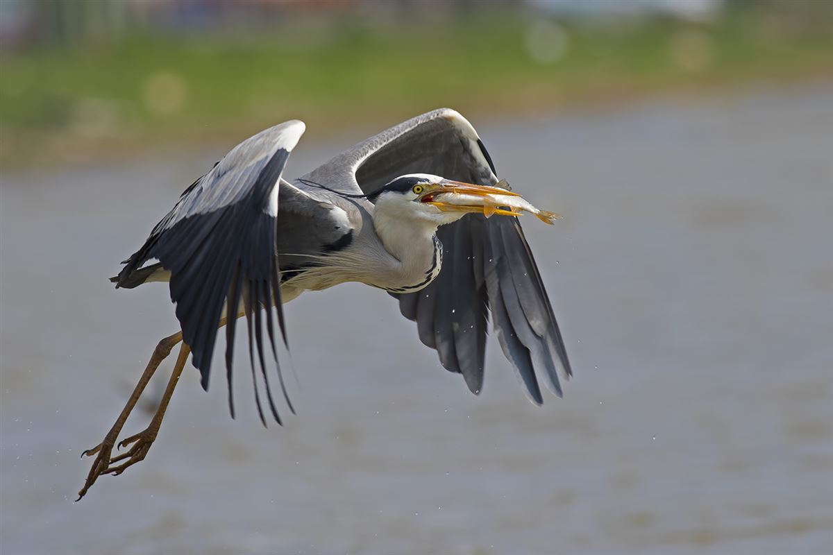 Grey Heron