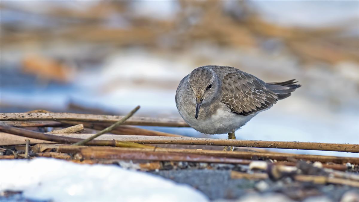 Temminck`s Stint