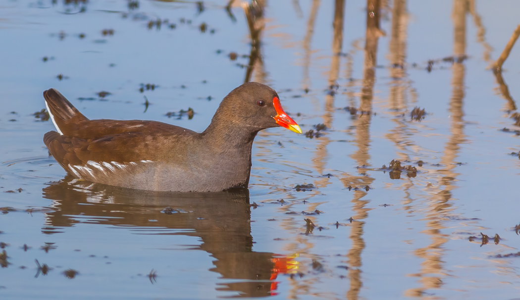 Common Moorhen
