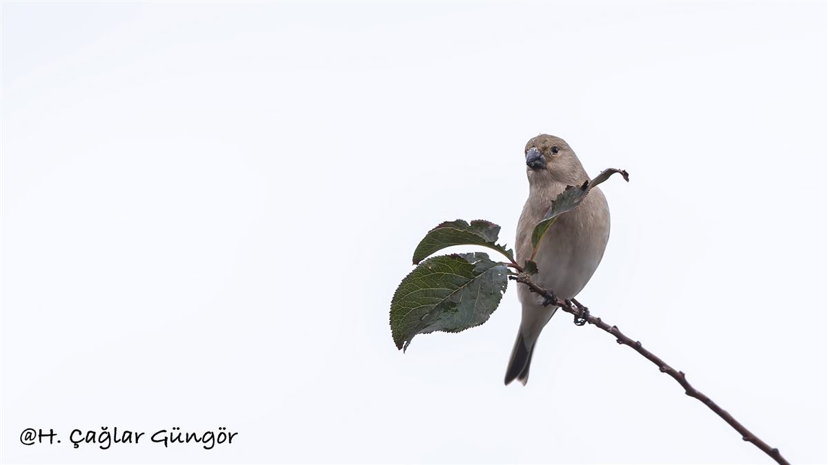 Desert Finch