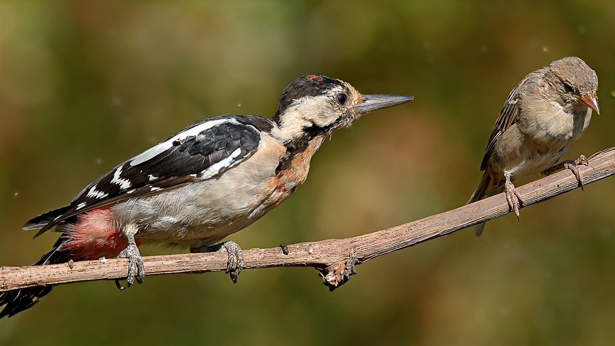 Syrian Woodpecker