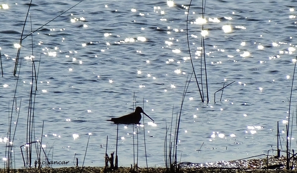 Common Snipe