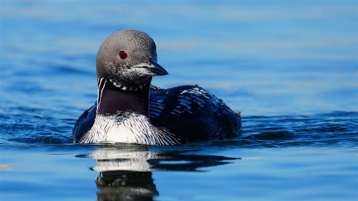Black-throated Loon