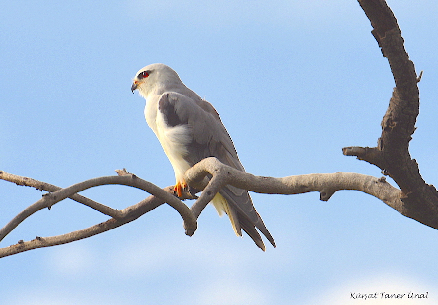 Black-winged Kite