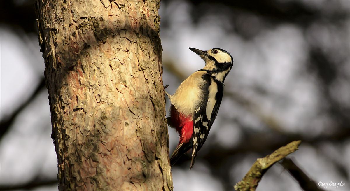 Great Spotted Woodpecker