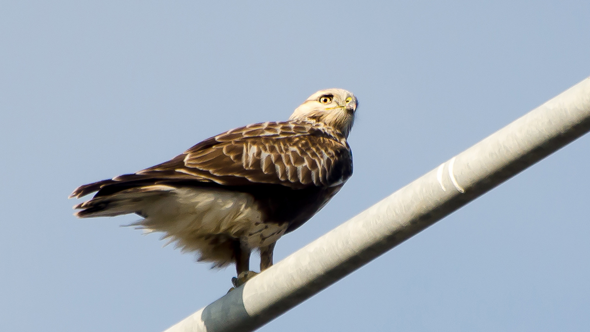 Rough-legged Buzzard