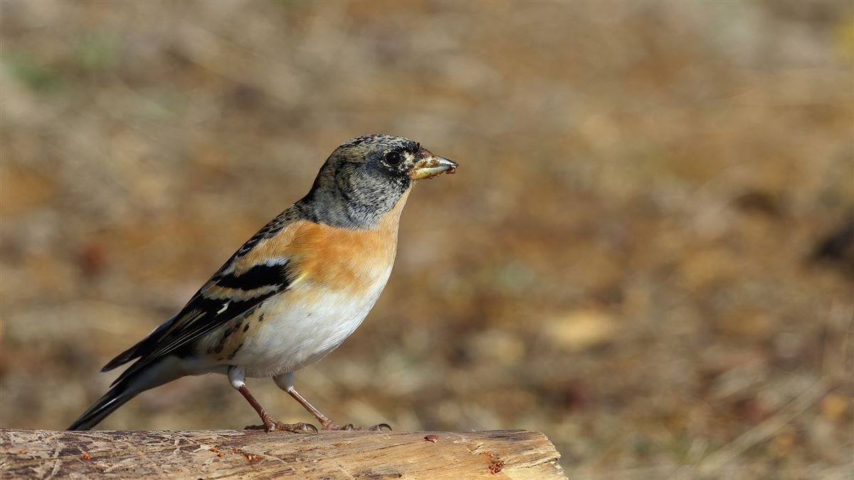 Brambling