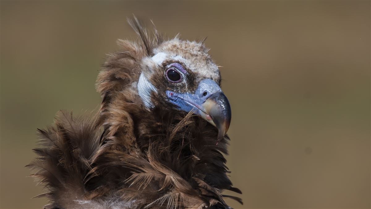 Cinereous Vulture