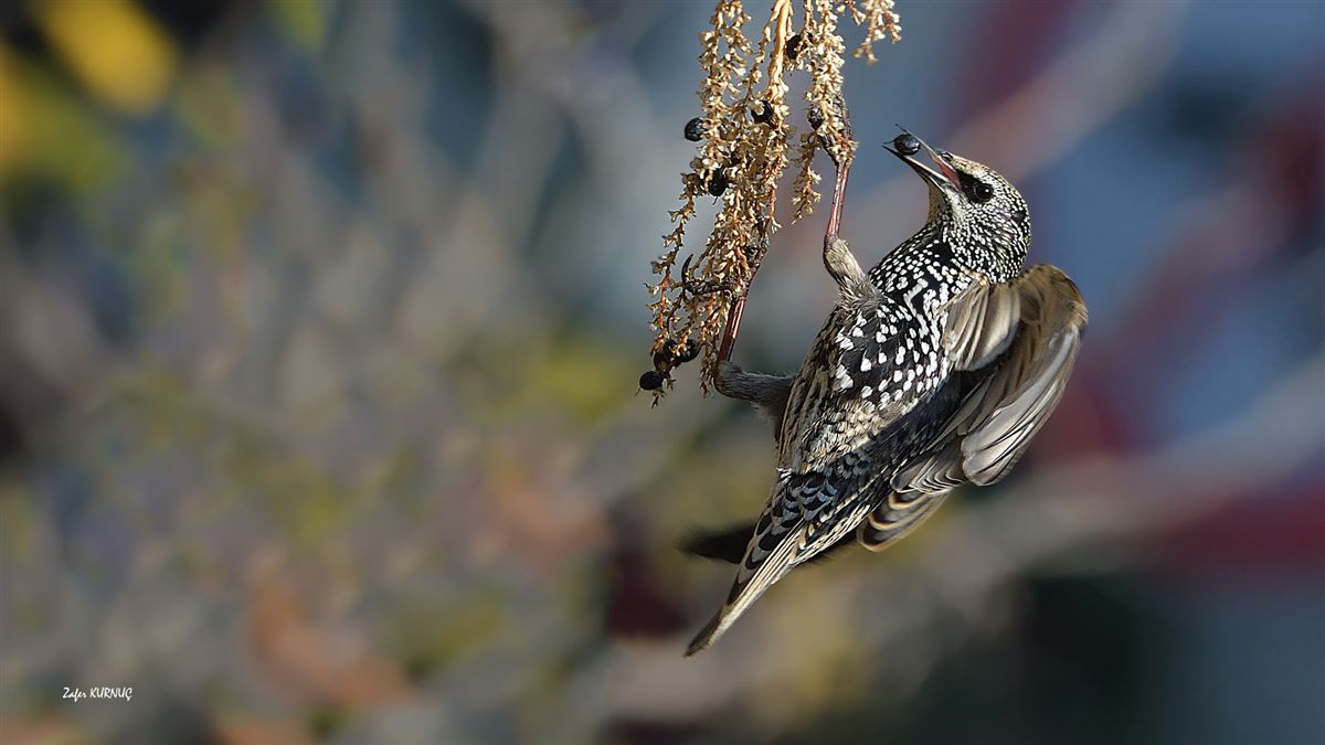 Common Starling