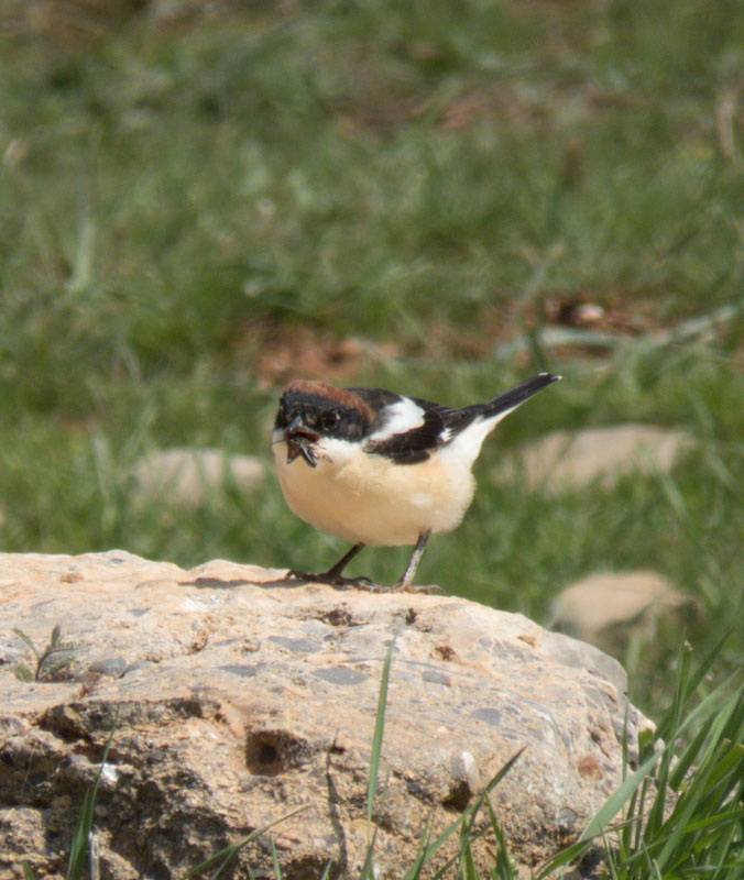 Woodchat Shrike