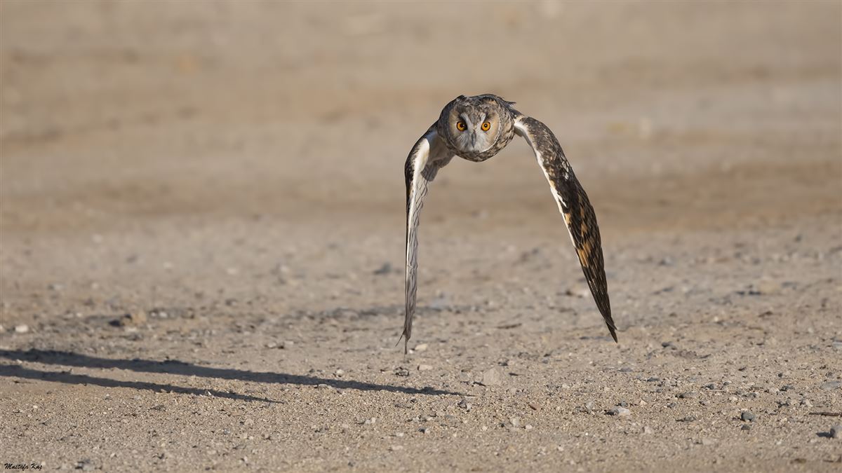 Long-eared Owl
