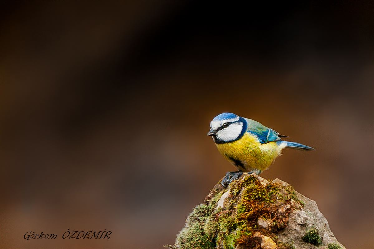 Eurasian Blue Tit