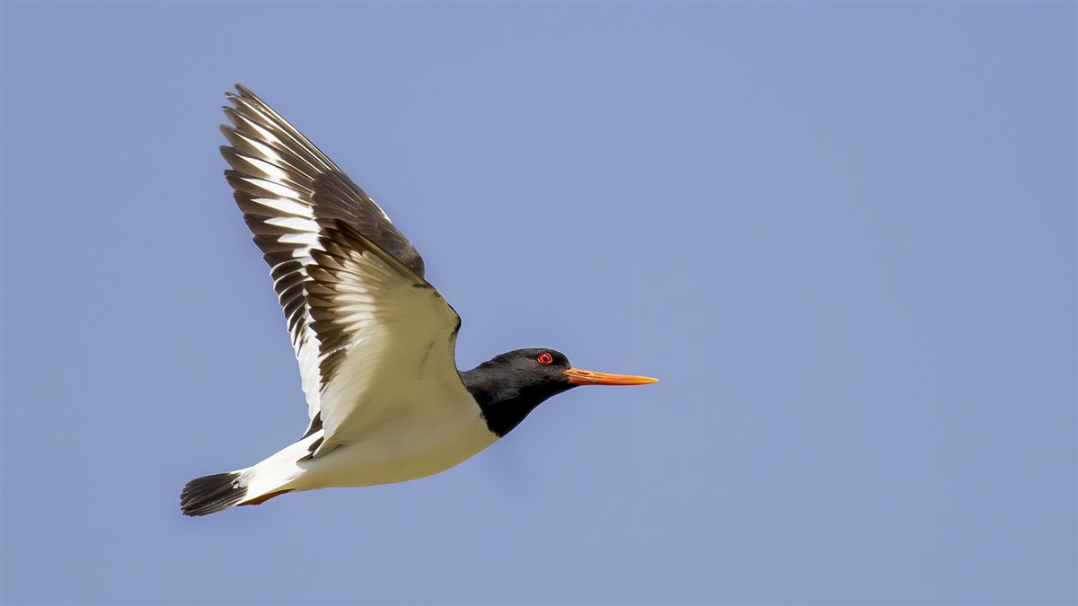 Eurasian Oystercatcher