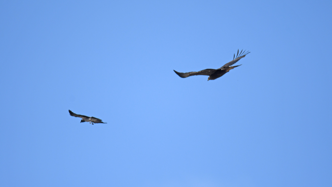 Golden Eagle