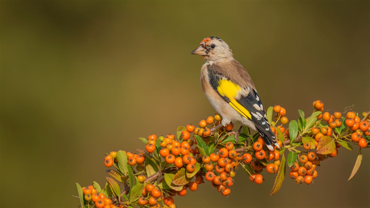 European Goldfinch