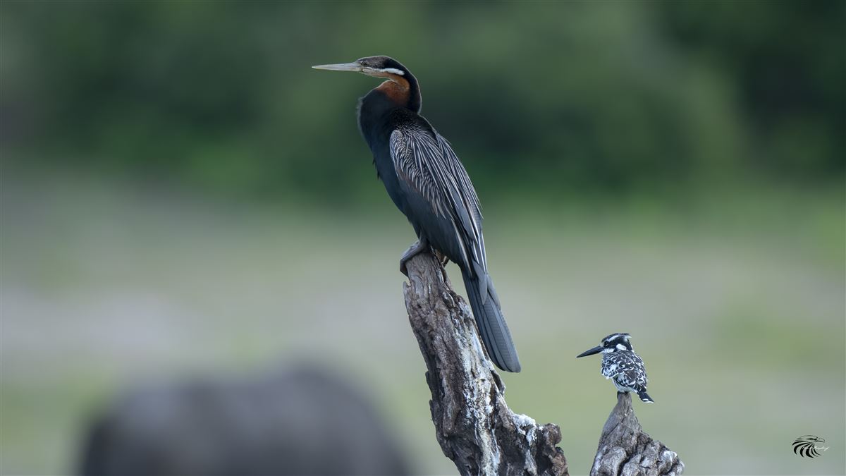 African Darter