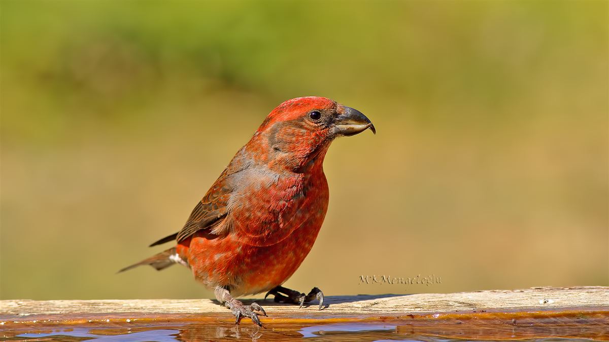 Red Crossbill