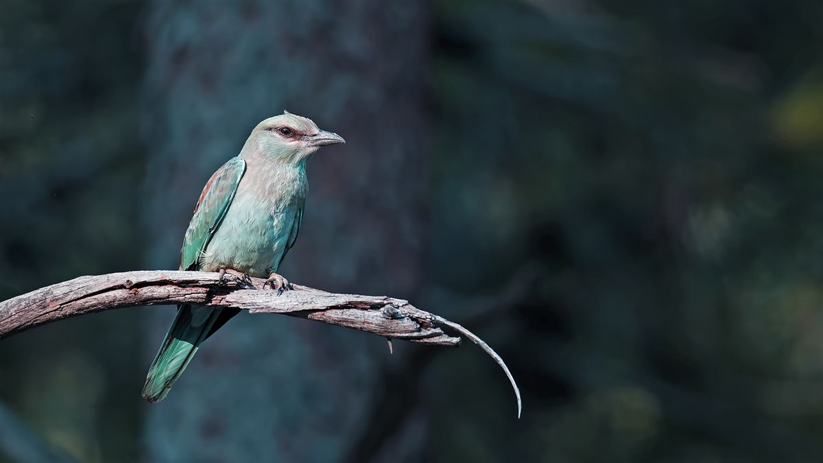 European Roller