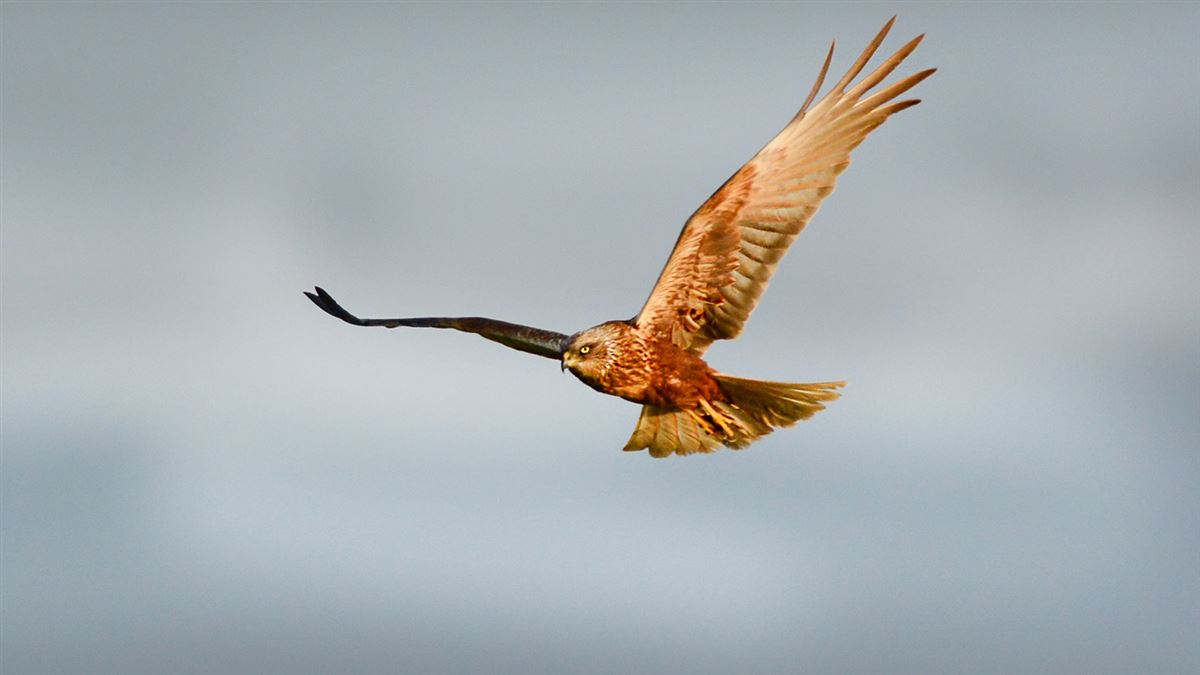 Western Marsh Harrier