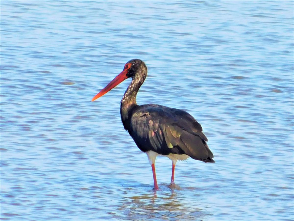 Black Stork