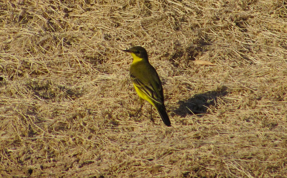 Western Yellow Wagtail