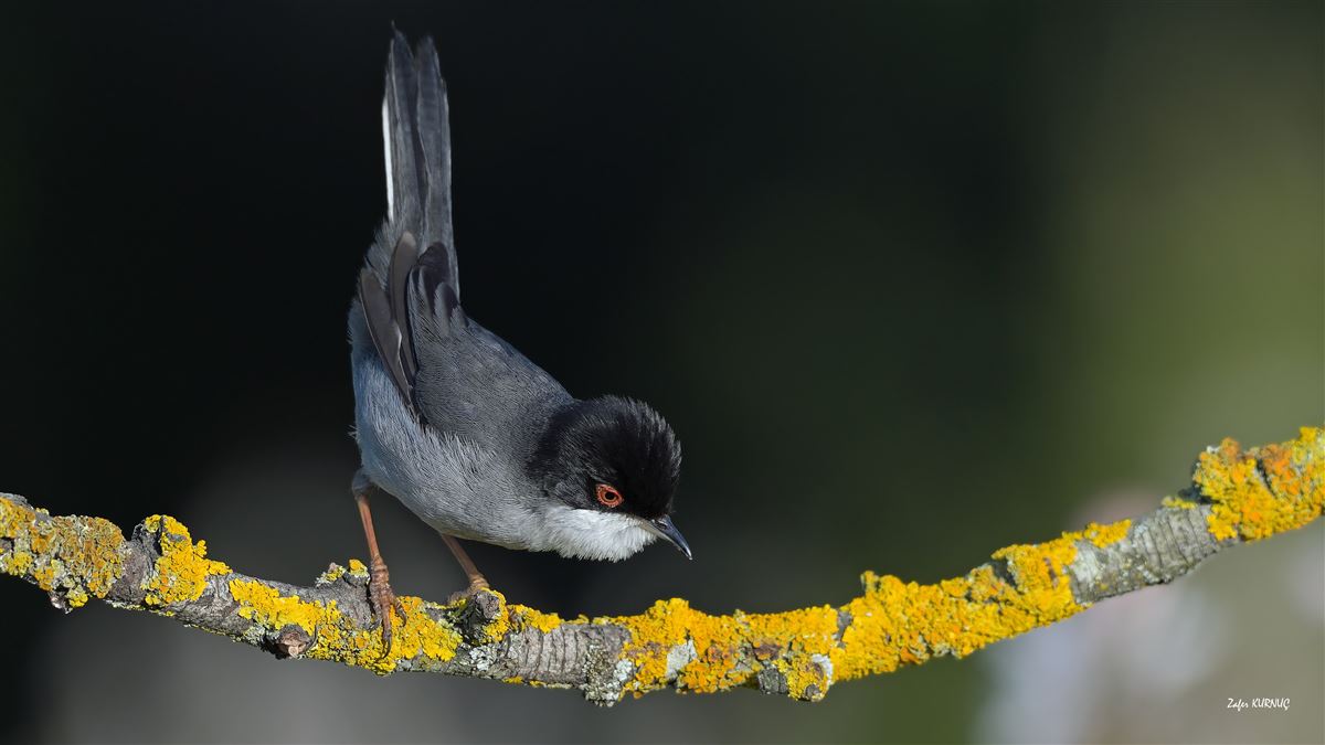Sardinian Warbler