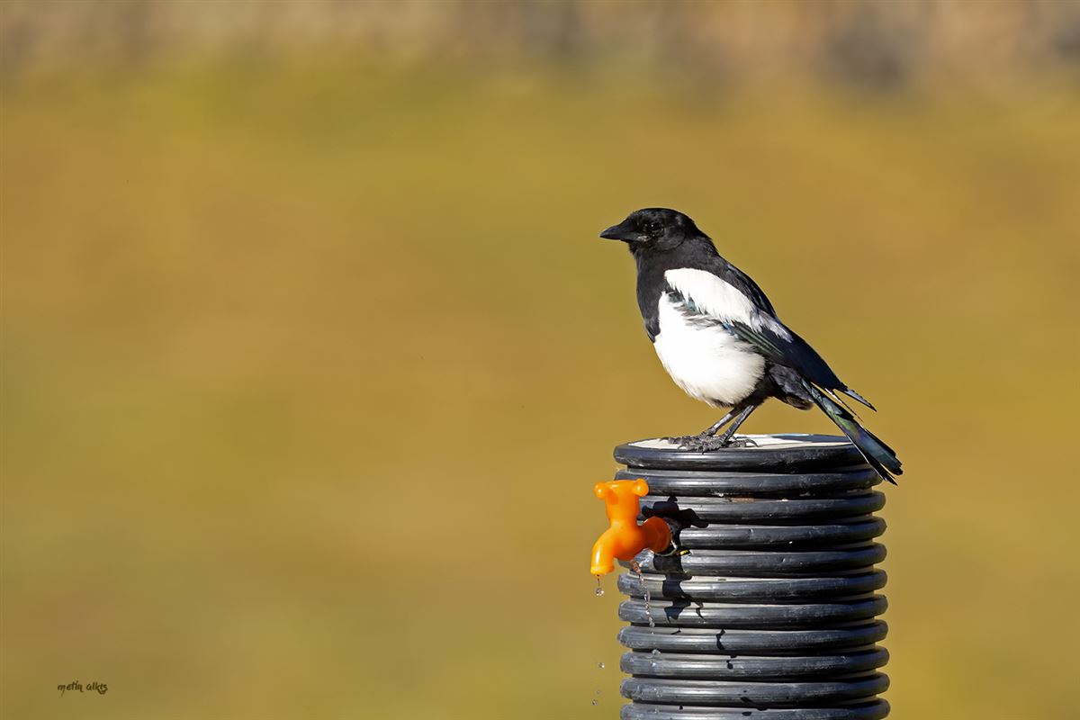 Eurasian Magpie
