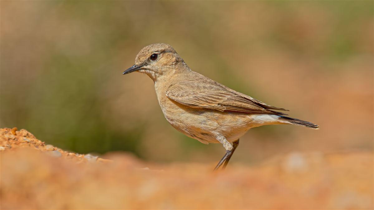 Isabelline Wheatear