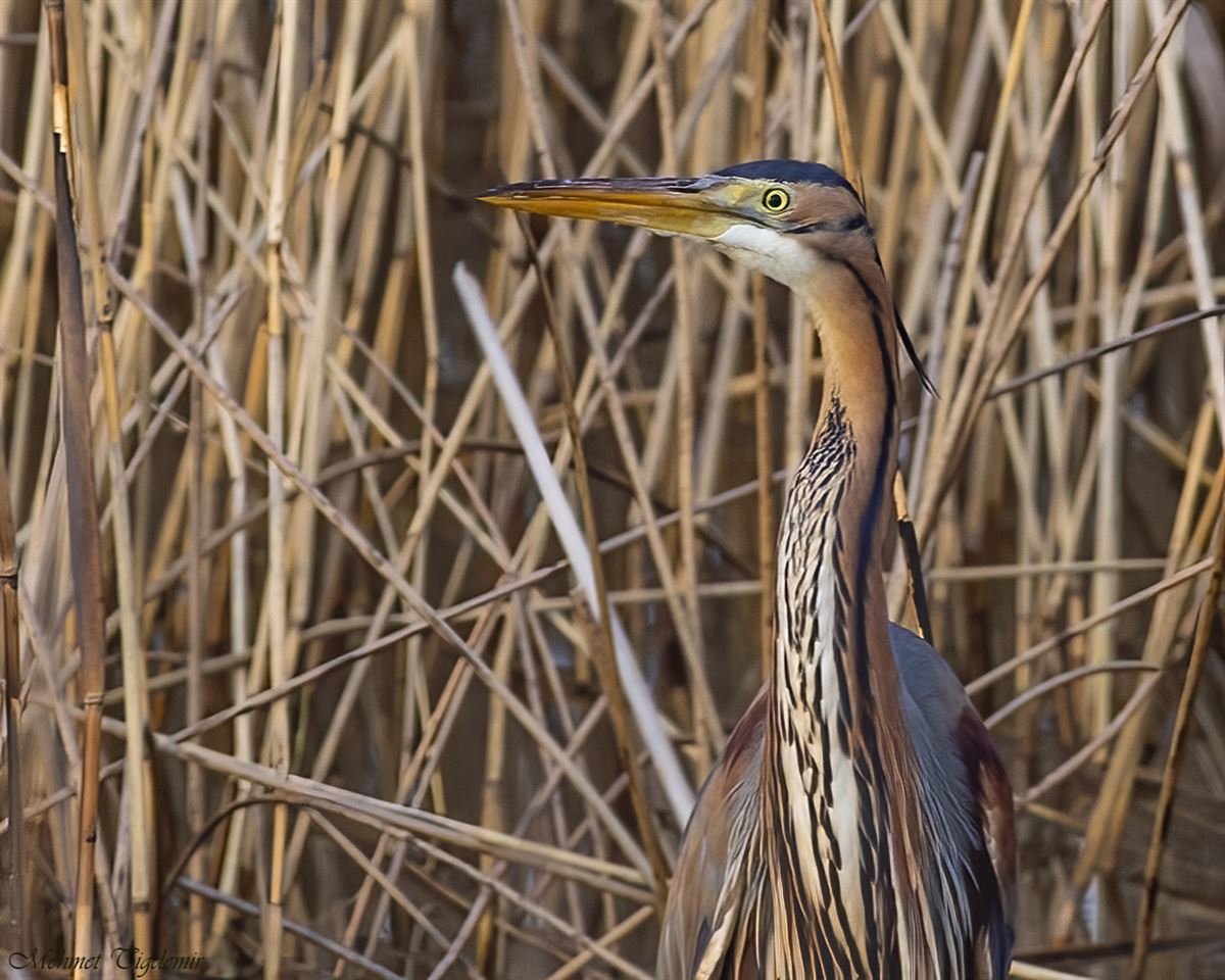 Purple Heron