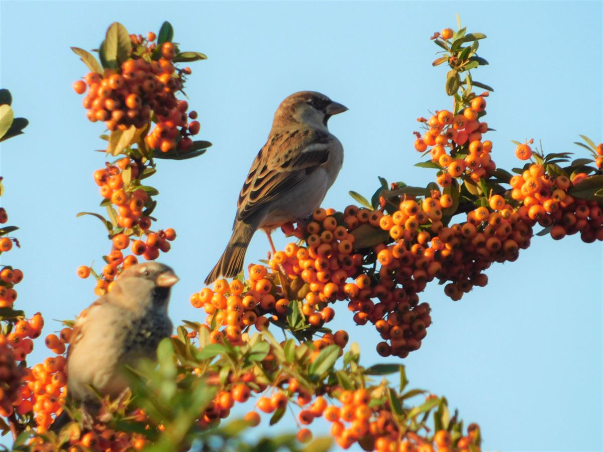 House Sparrow