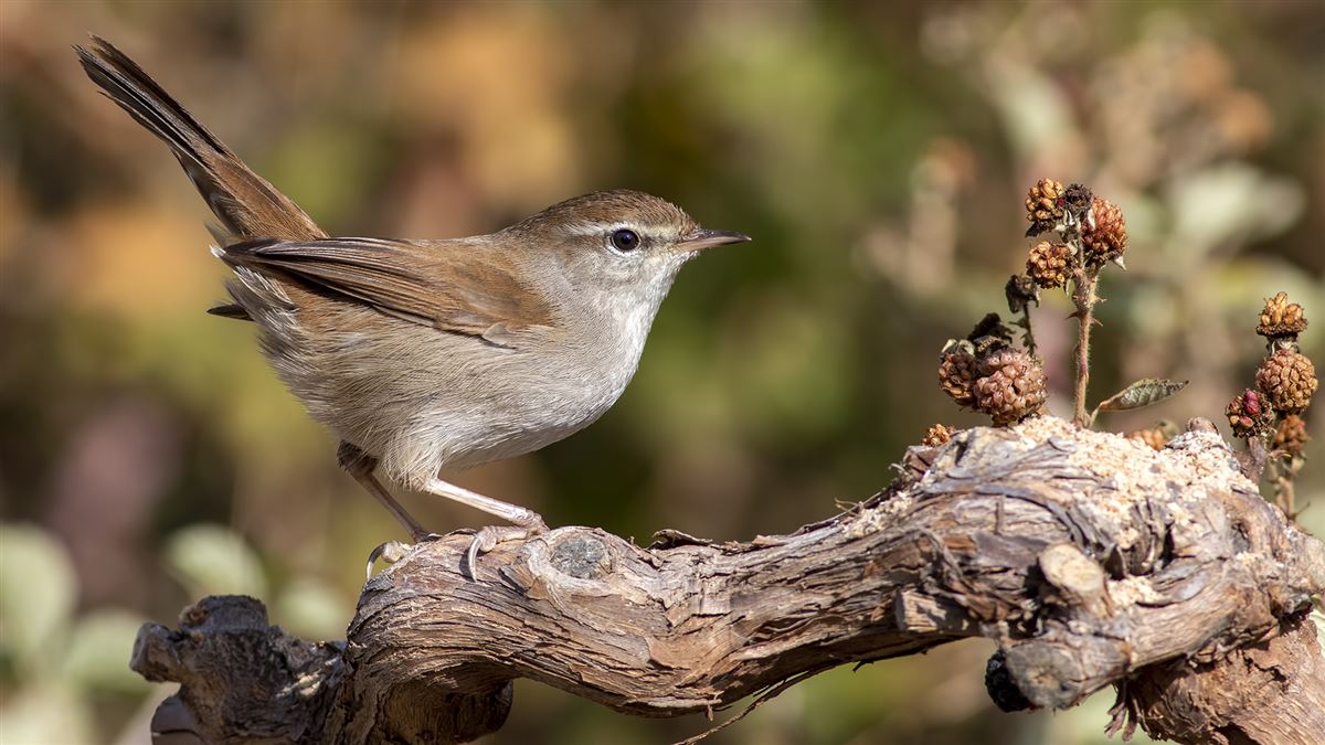 Cetti`s Warbler