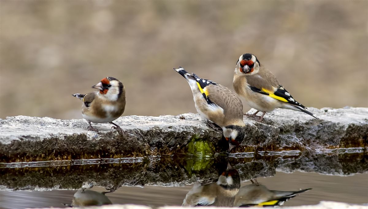 European Goldfinch
