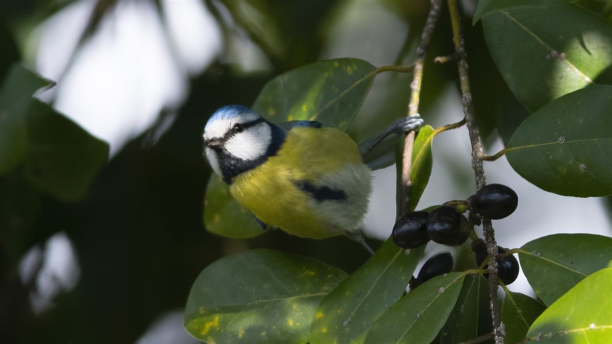 Eurasian Blue Tit