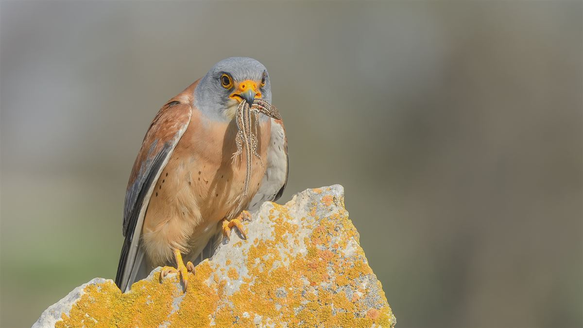 Lesser Kestrel
