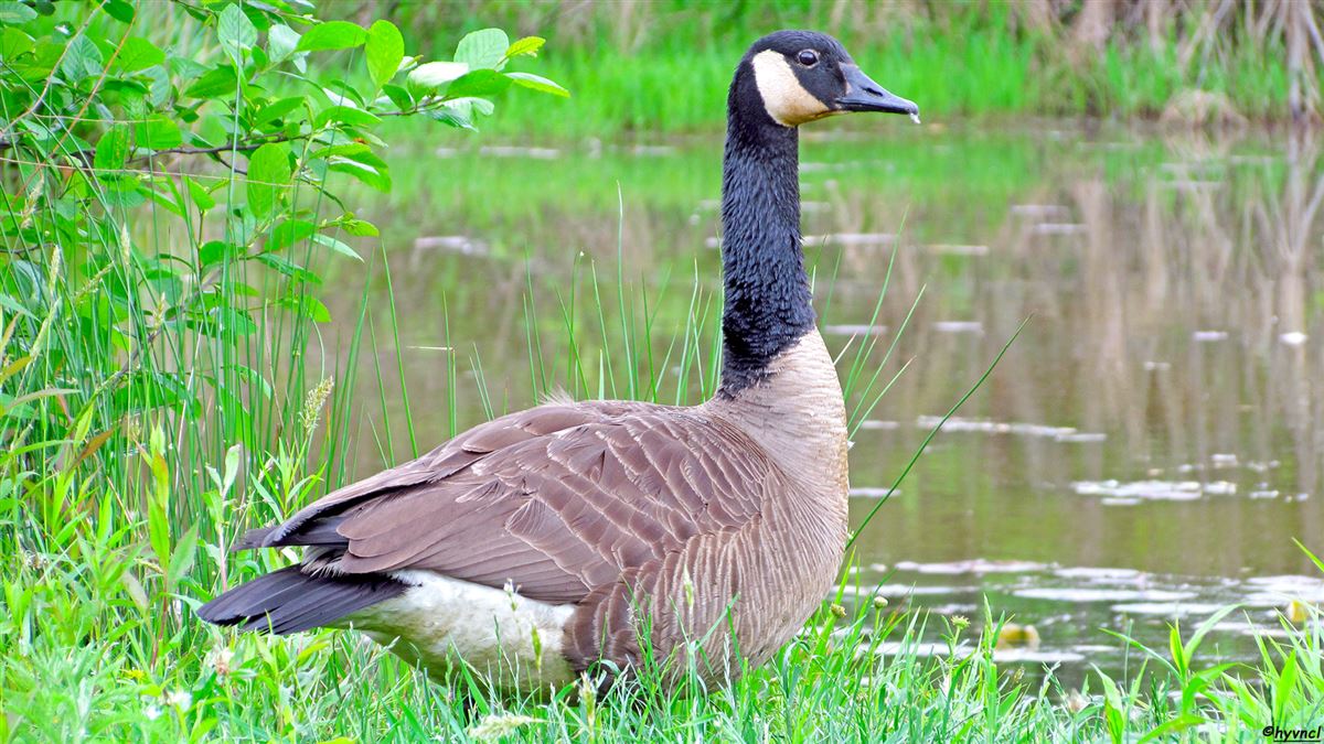 Canada Goose
