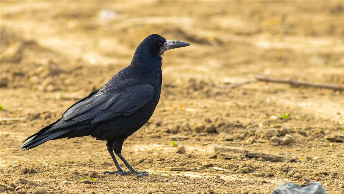 Rook