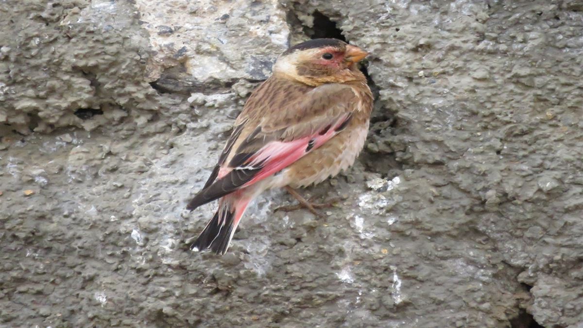 Crimson-winged Finch
