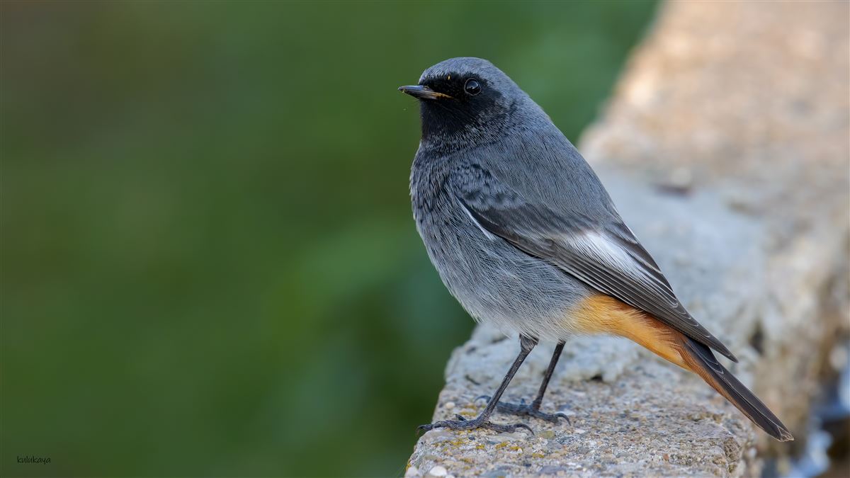 Black Redstart