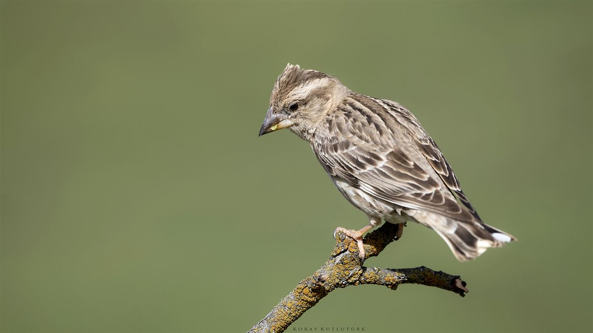 Rock Sparrow