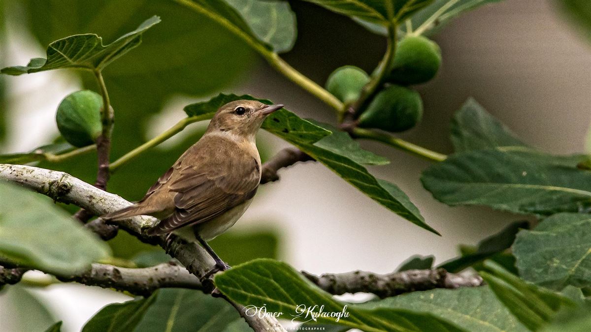 Garden Warbler